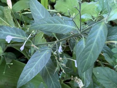 Rhinacanthus gracilis