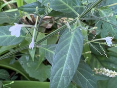 Rhinacanthus gracilis
