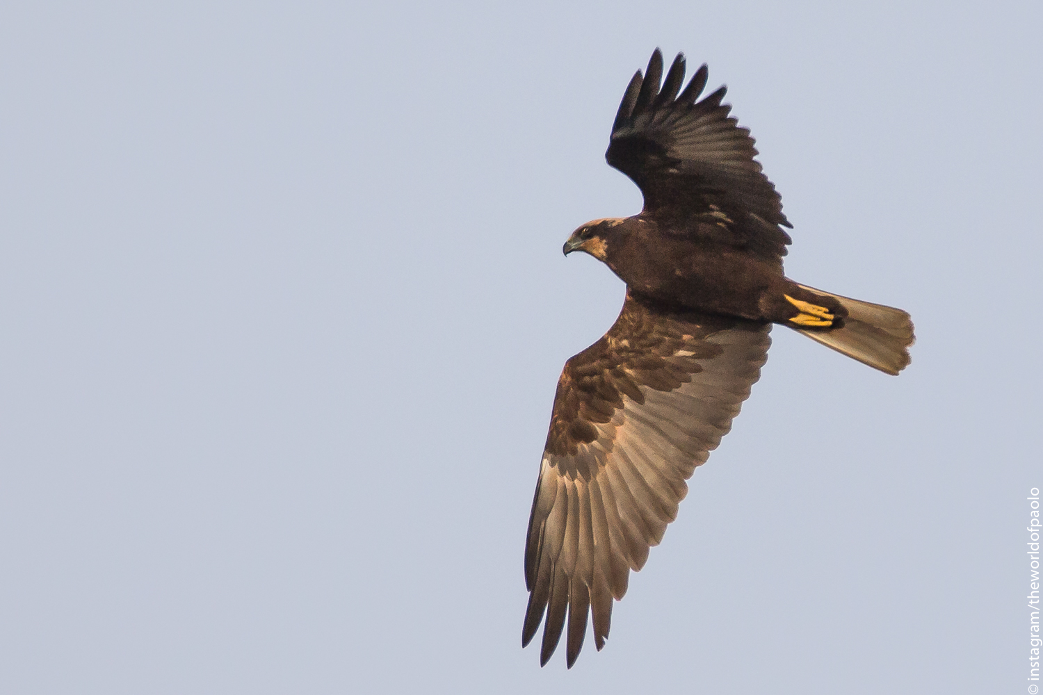 Western Marsh Harrier (Circus aeruginosus)