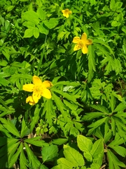 Anemonoides ranunculoides