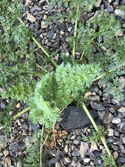 Anisotome lyallii