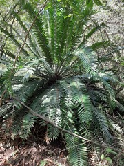 Encephalartos natalensis