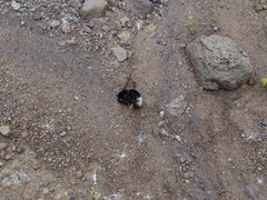 Bombus terrestris canariensis