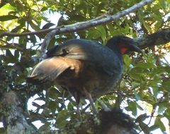 Penelope obscura