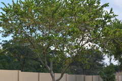 Combretum erythrophyllum
