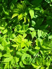Aegopodium podagraria