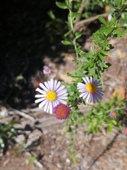 Felicia erigeroides