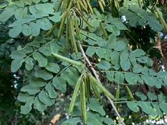 Indigofera jucunda