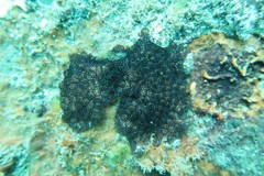 Distaplia