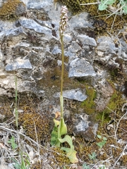 Neotinea maculata