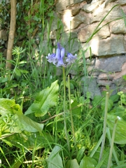 Hyacinthoides