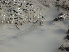 Periophthalmus waltoni