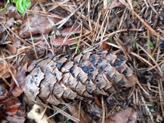 Piceomphale bulgarioides