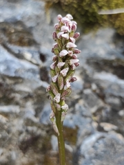 Neotinea maculata