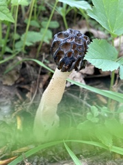Morchella semilibera