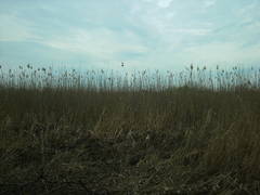 Phragmites australis altissimus