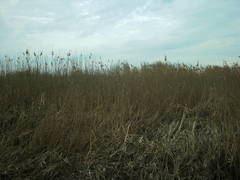 Phragmites australis altissimus