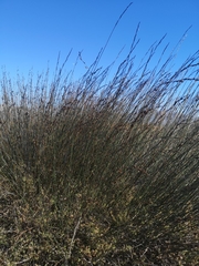 Thamnochortus spicigerus
