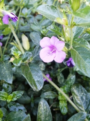 Barleria obtusa