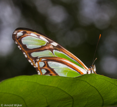 Philaethria dido