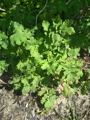 Chelidonium majus