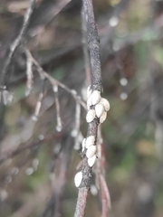 Lecanodiaspis sardoa