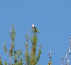 Daptrius chimachima