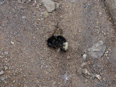 Bombus terrestris canariensis