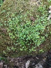 Moehringia pentandra