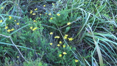 Euryops ursinoides