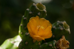 Consolea moniliformis