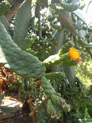 Consolea moniliformis