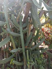 Consolea moniliformis