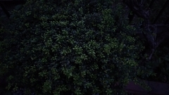 Buxus microphylla