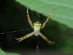 Argiope aetheroides