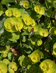 Syrphus ribesii