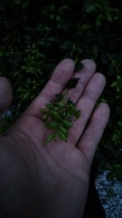 Buxus microphylla