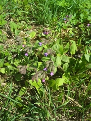 Pulmonaria obscura