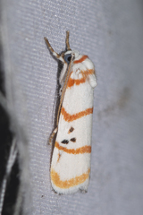 Cyana quadrinotata