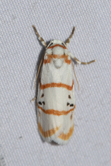Cyana quadrinotata