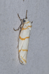 Cyana quadrinotata