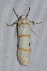Cyana quadrinotata