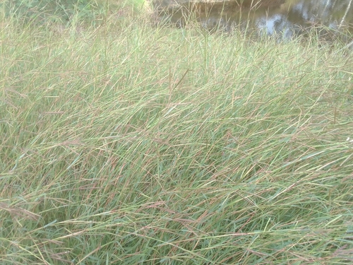 Curly Bluegrass (Dichanthium fecundum)