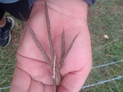 Dichanthium fecundum