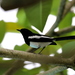 Philippine Magpie-Robin - Photo (c) bja2800dk, some rights reserved (CC BY-NC)