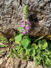 Stachys circinata