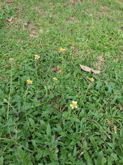 Tridax procumbens
