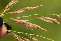 Sorghum × drummondii