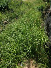 Sorghum × drummondii