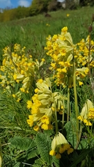 Primula veris